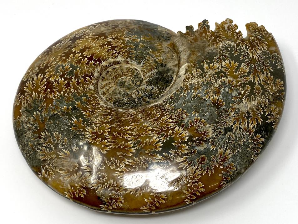 Very Large Ammonite Cleoniceras Polished 25.2cm