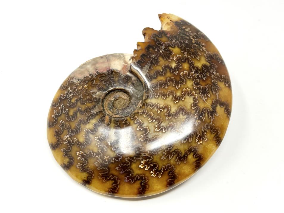 Large Ammonite Cleoniceras Polished 15.5cm