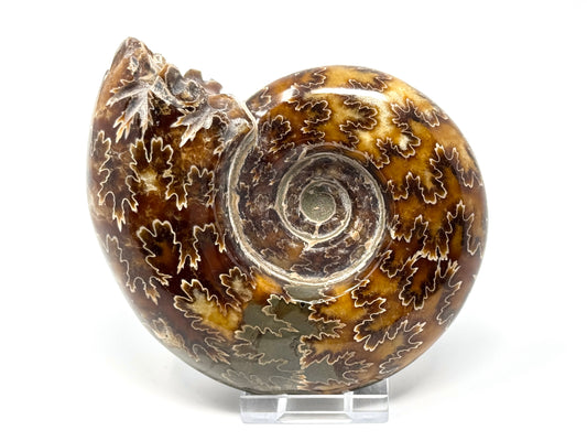 Large Ammonite Puzosia Polished 11.8cm