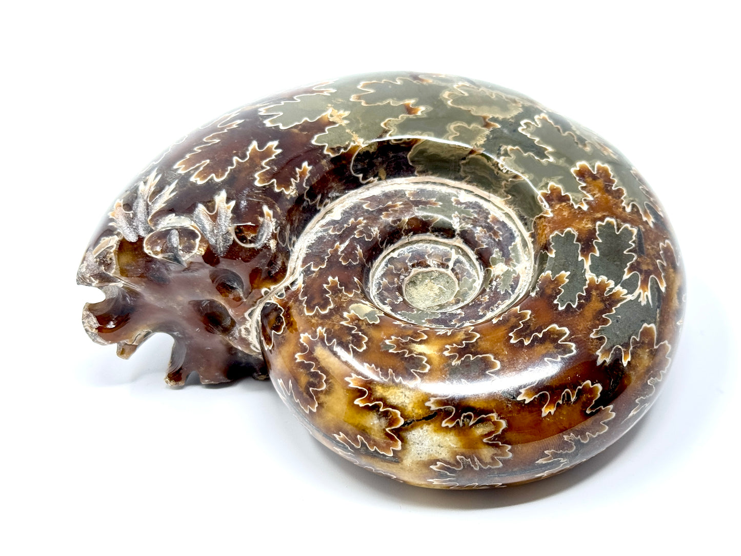 Large Ammonite Puzosia Polished 11.8cm