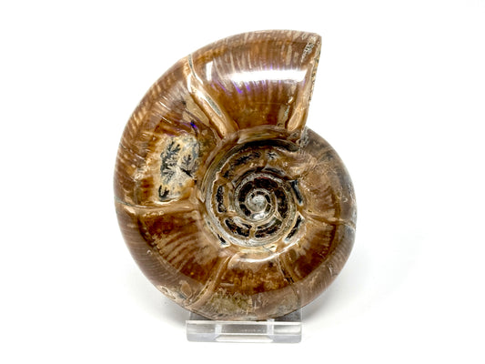 Large Ammonite Puzosia Polished 10.8cm
