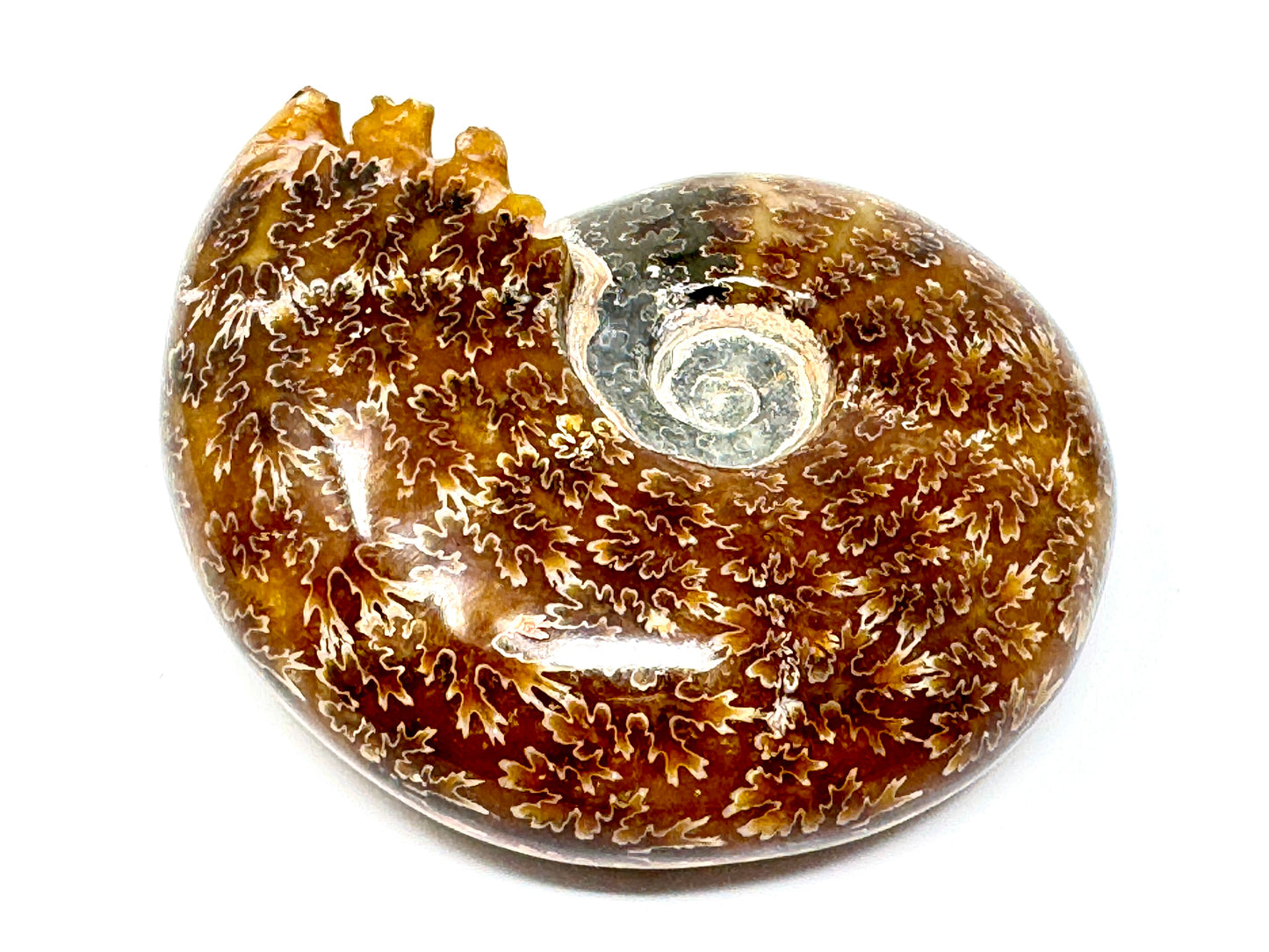 Ammonite Puzosia Polished 9.4cm