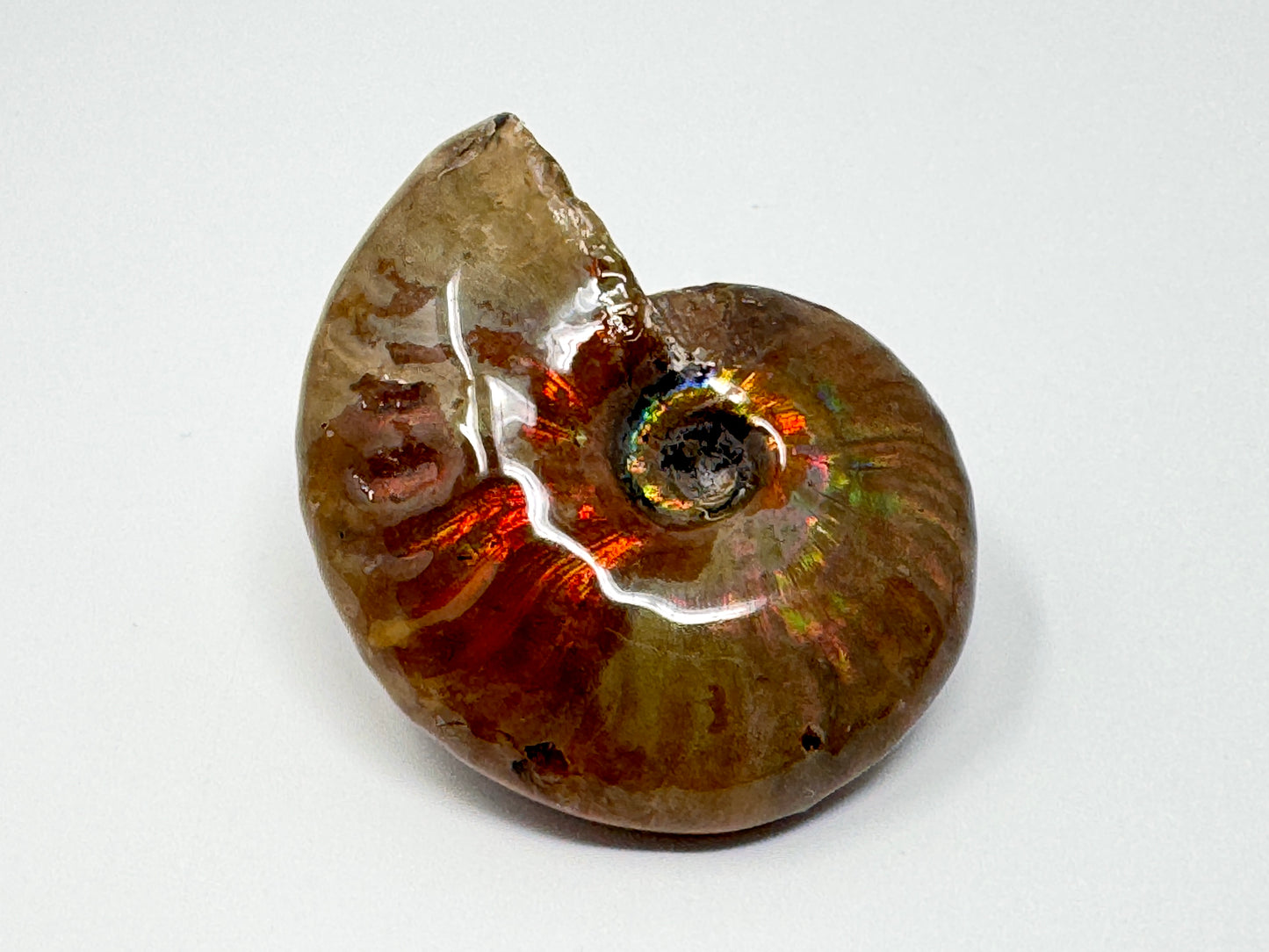 Rainbow Iridescent Ammonite Fossil 5.6cm