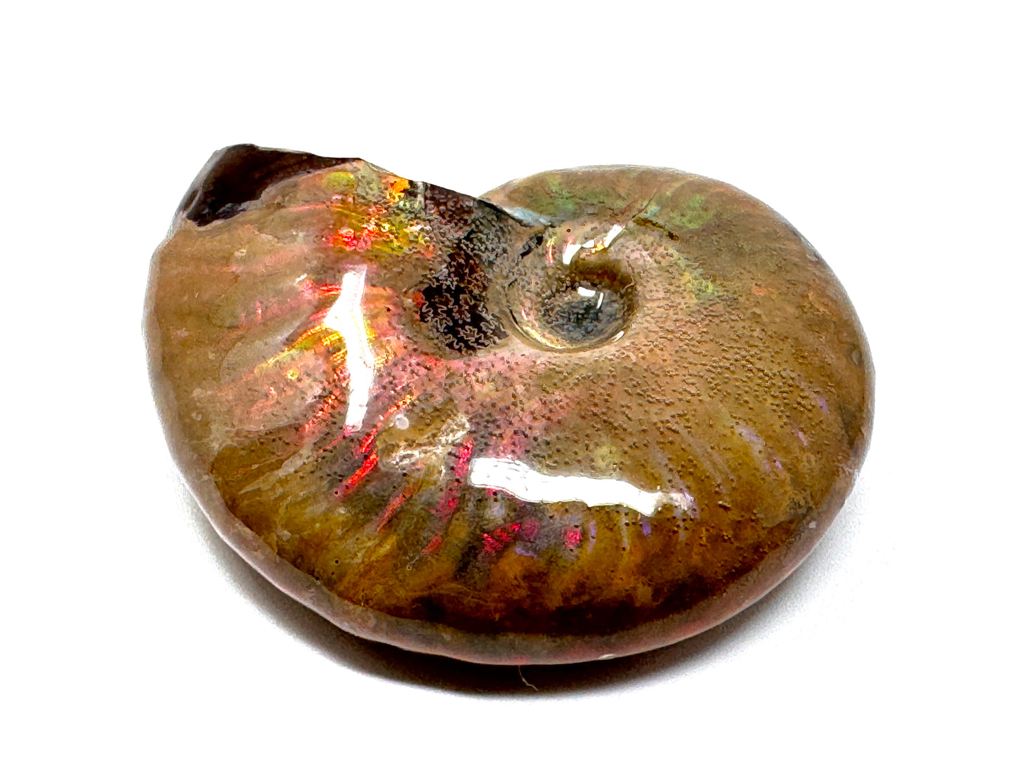 Rainbow Iridescent Ammonite Fossil 4.6cm