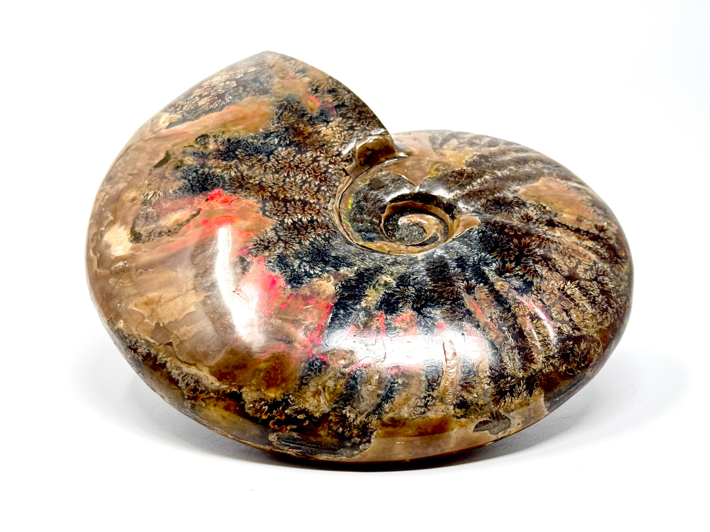 Large Red Iridescent Ammonite Fossil 15.5cm