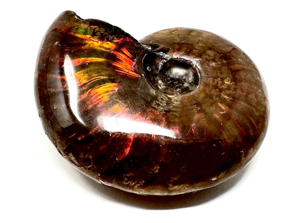 Red Iridescent Ammonite Fossil | Buy Rainbow Ammonites Online