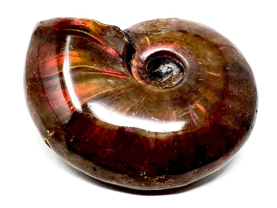 Red Iridescent Ammonite Fossil | Ammonites For Sale – Madagascan