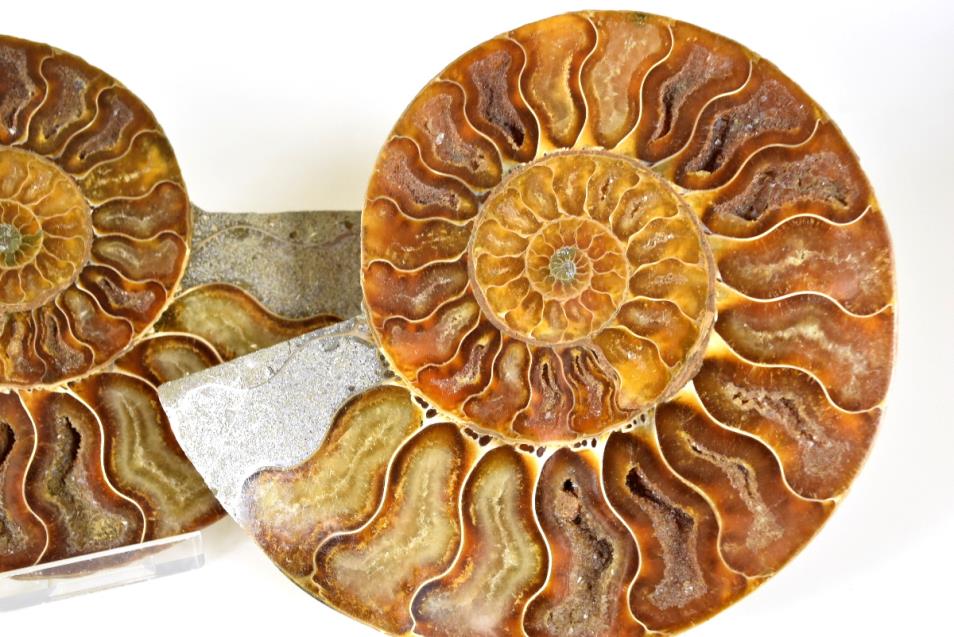 ammonite pair