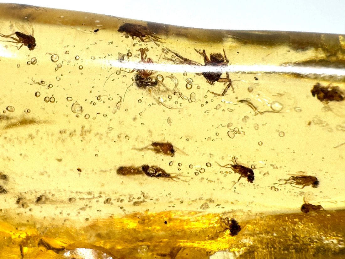 Copal With Insects