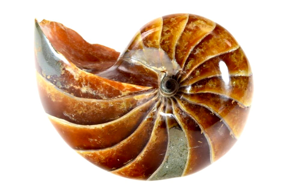 Shell Fossil Types Shell Fossil Name