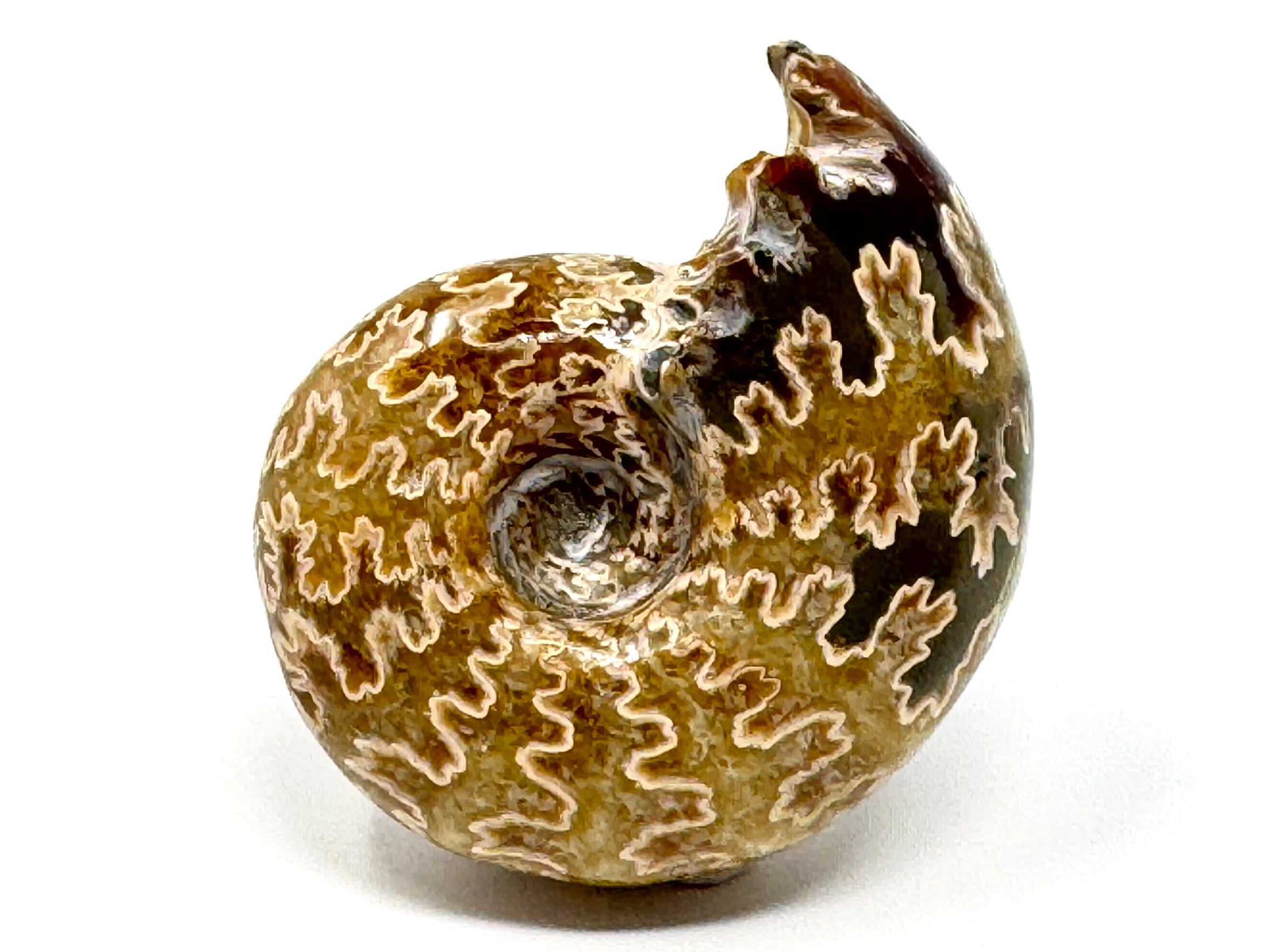 Ammonites Species | Buy Ammonite Fossils Online – Madagascan Direct