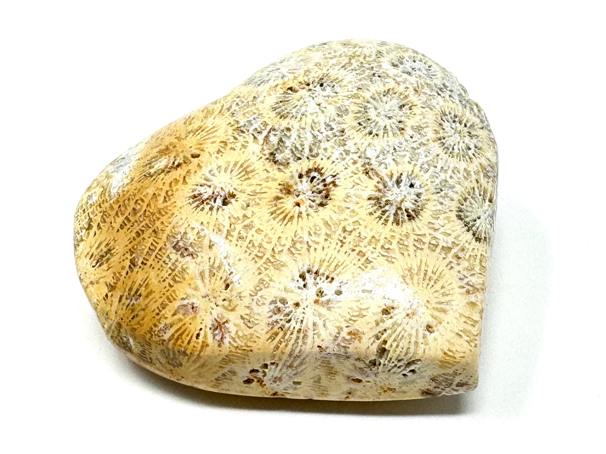 Fossil Coral Hearts