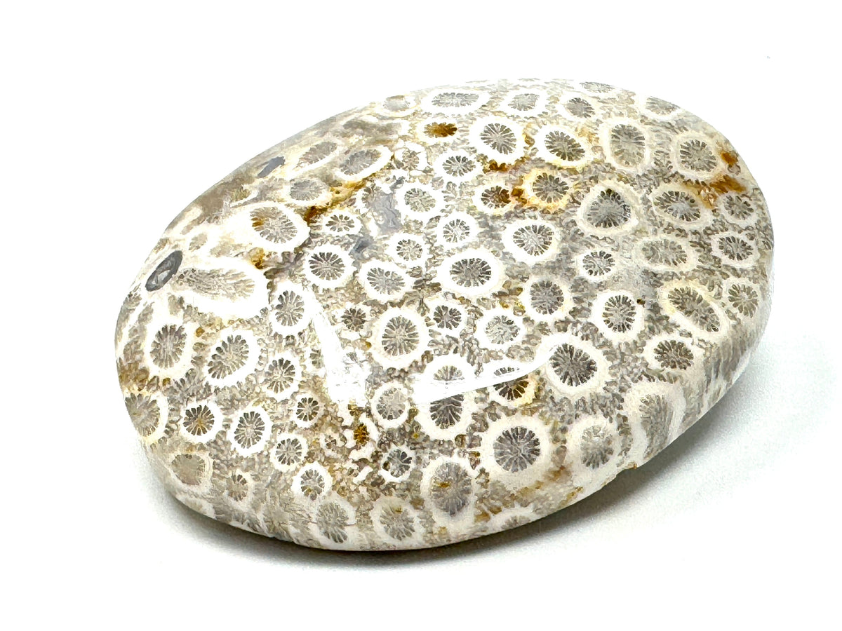 Fossil Coral Pebbles