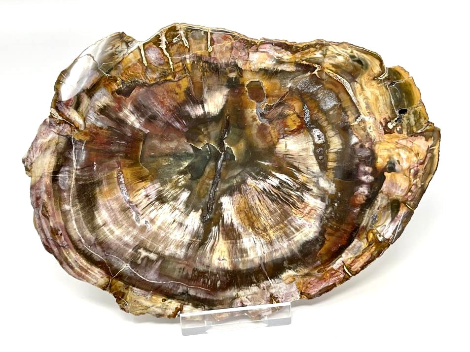 Fossilised Wood Branch Ends For Sale