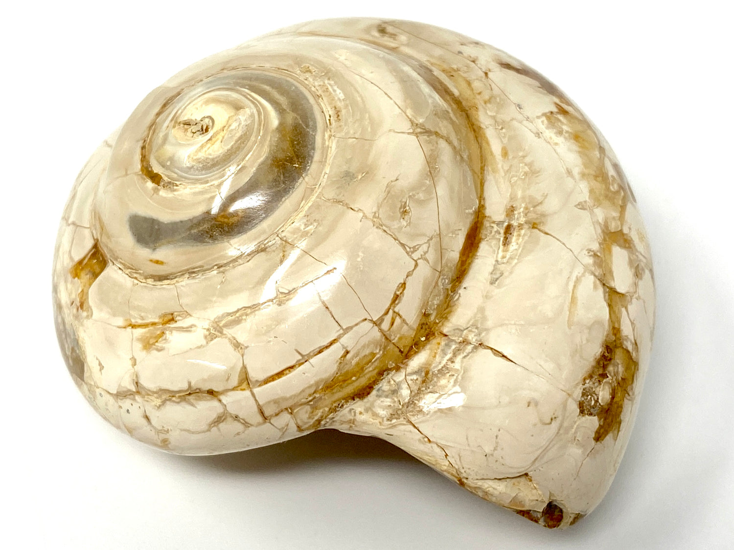 cream-coloured-polished-gastropod-fossil-with-spiral-shell