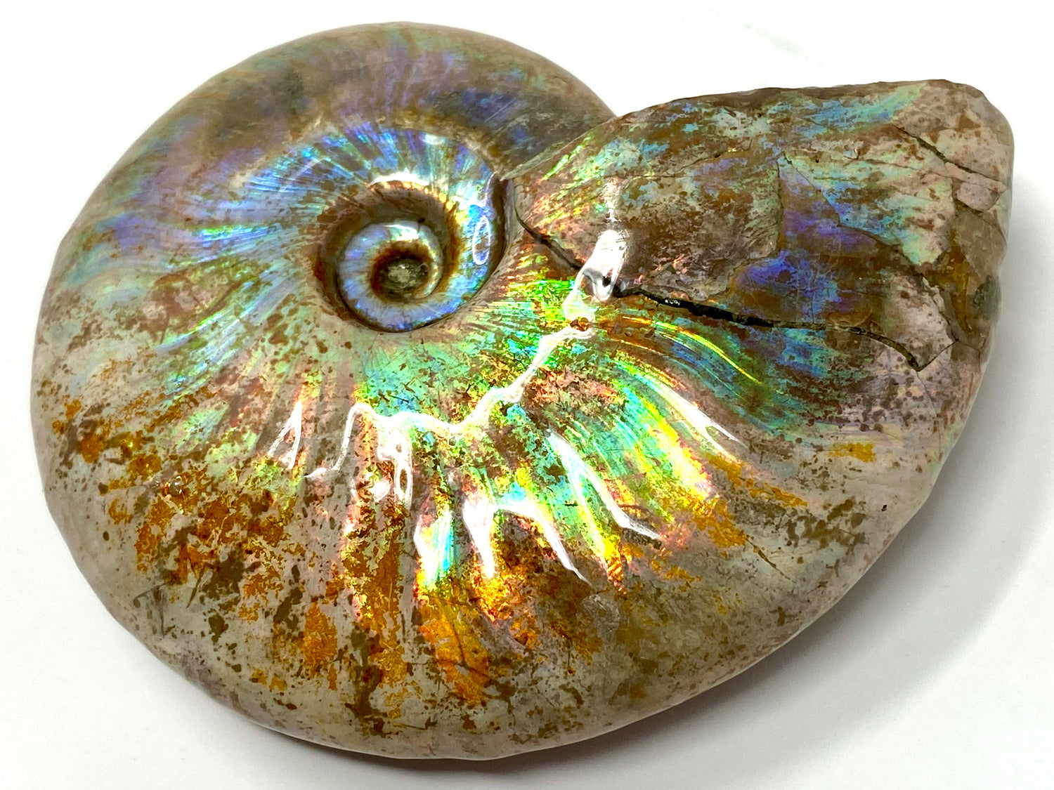 Rainbow Iridescent Ammonite Fossils For Sale