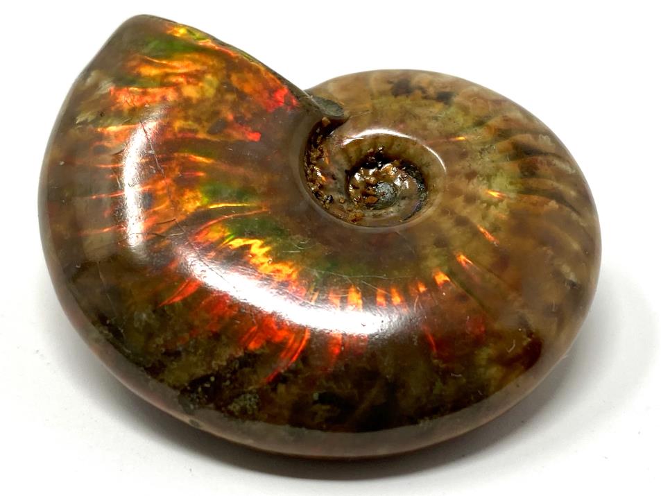 Red Iridescent Ammonite Fossils For Sale: Fire Ammonites