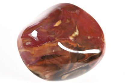 Large Fossil Wood Pebble 9.1cm