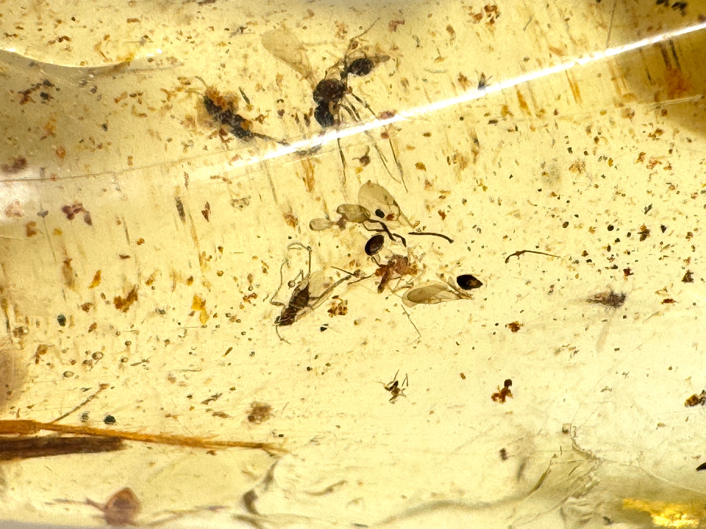 Copal With Insects 5cm