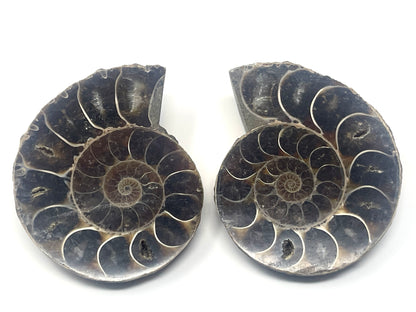 Ammonite Pair 5.9cm