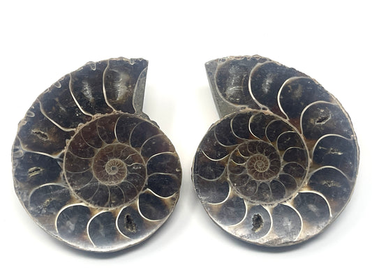Ammonite Pair 5.9cm