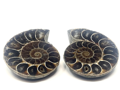 Ammonite Pair 5.9cm