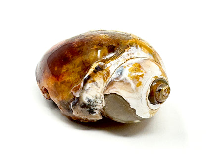 Agatized Gastropod Fossil Polished 5.5cm