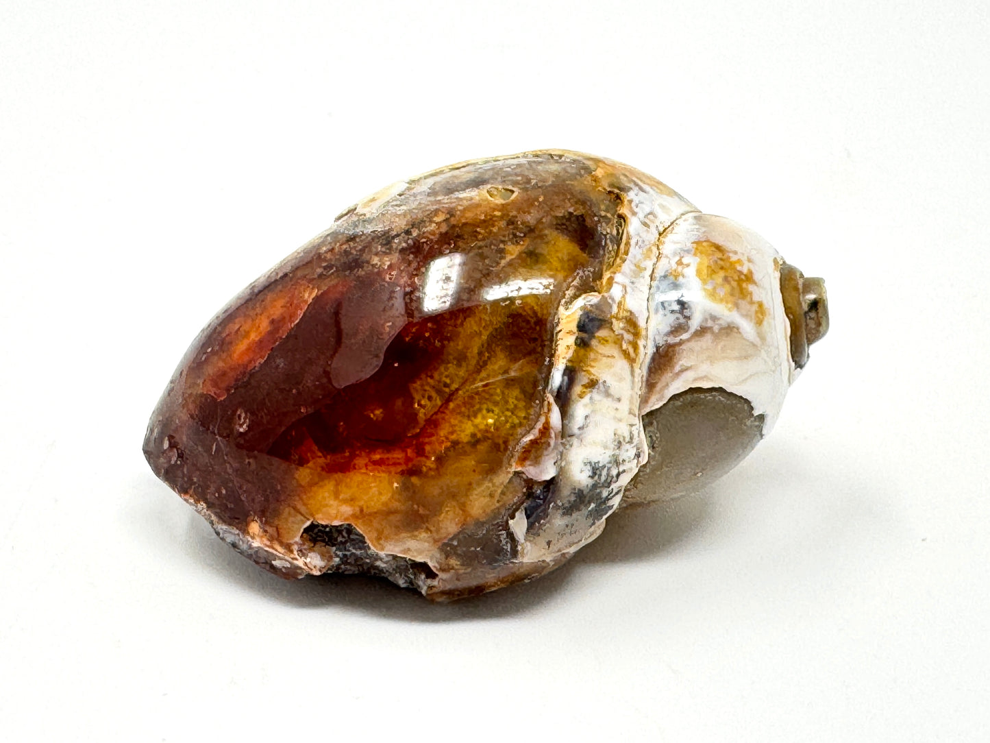 Agatized Gastropod Fossil Polished 5.5cm