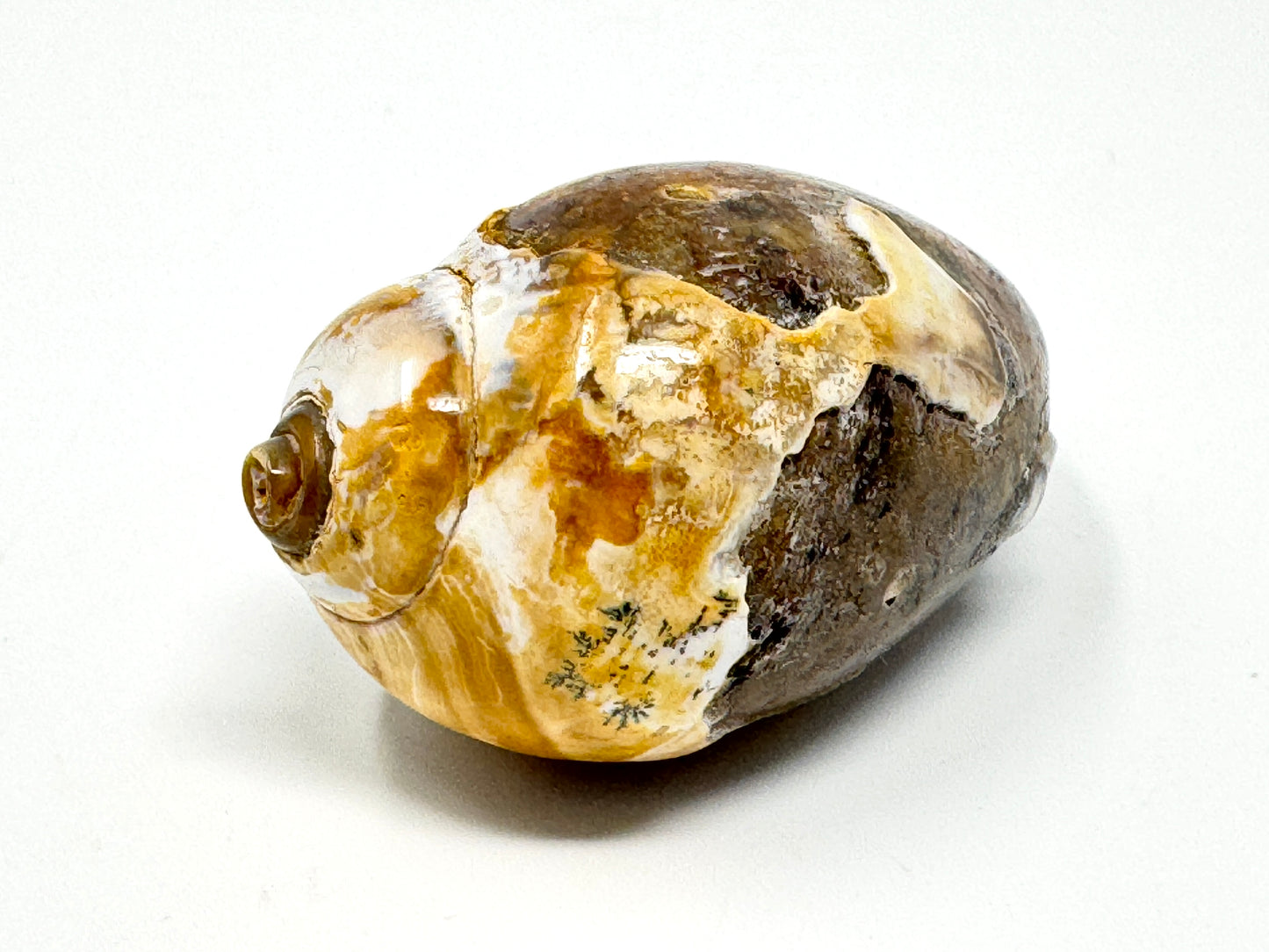 Agatized Gastropod Fossil Polished 5.5cm