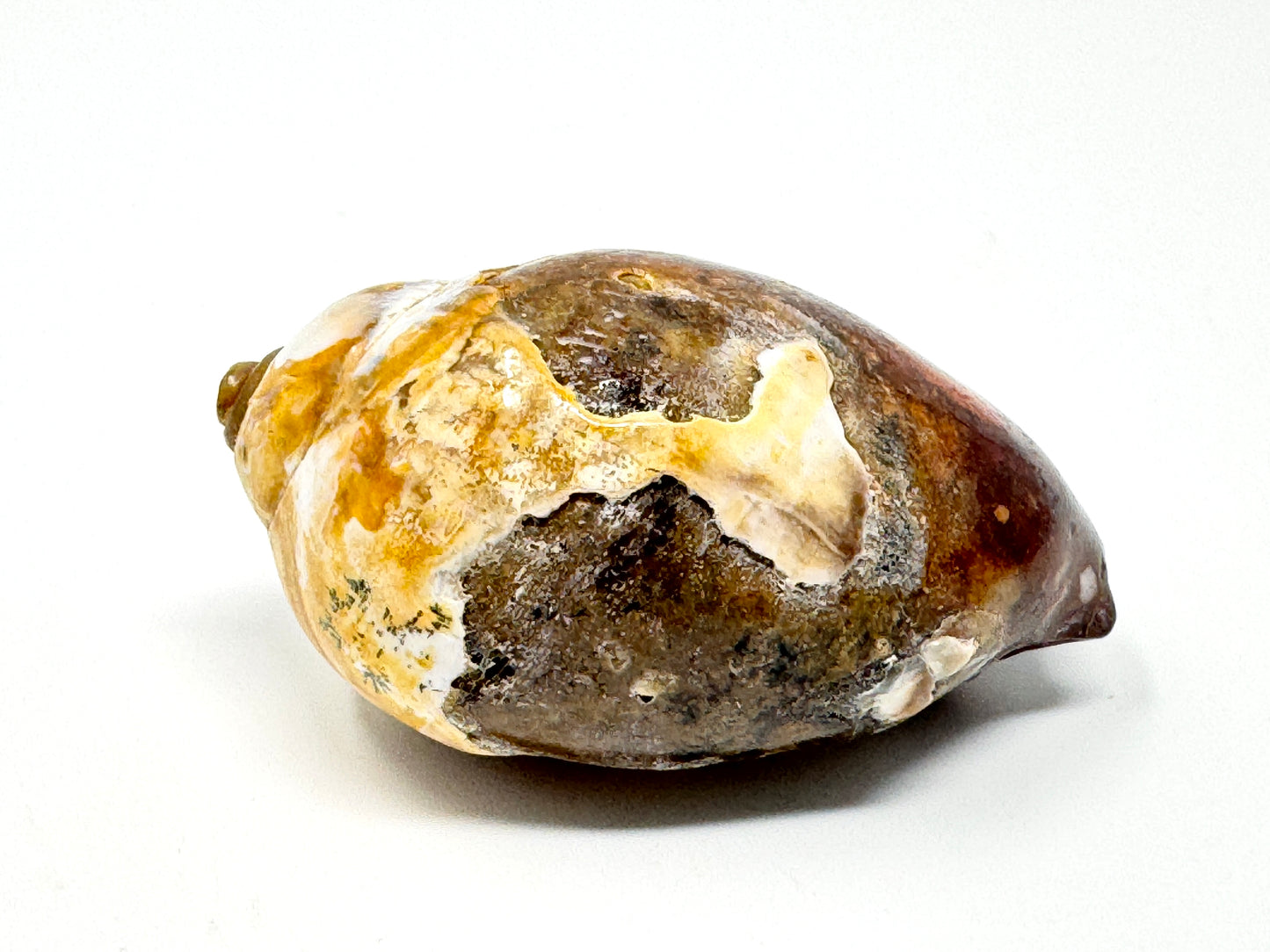 Agatized Gastropod Fossil Polished 5.5cm