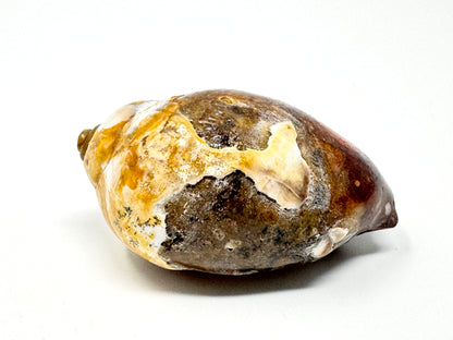 Agatized Gastropod Fossil Polished 5.5cm