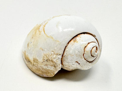 Agatized Gastropod Fossil Polished 5cm