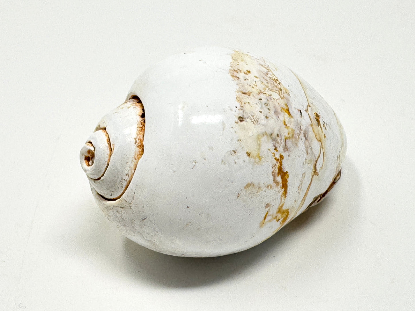 Agatized Gastropod Fossil Polished 5cm