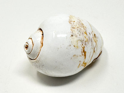 Agatized Gastropod Fossil Polished 5cm