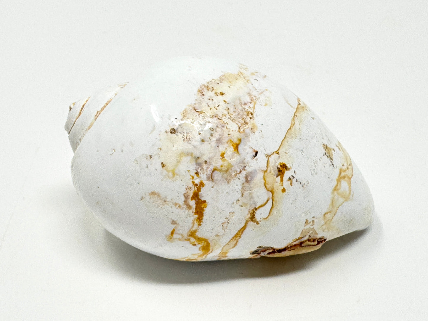 Agatized Gastropod Fossil Polished 5cm