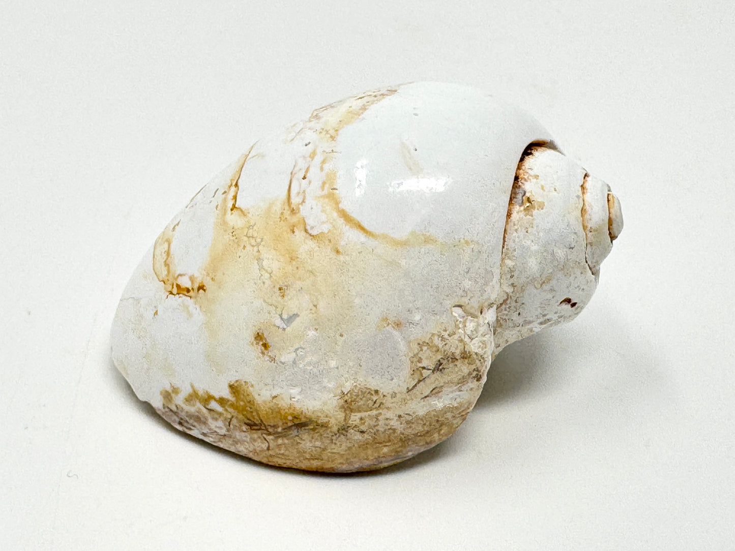 Agatized Gastropod Fossil Polished 5cm