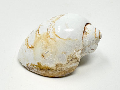 Agatized Gastropod Fossil Polished 5cm