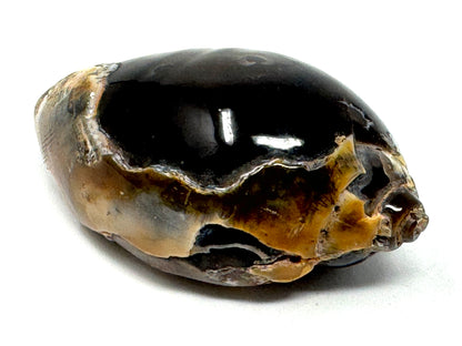 Agatized Gastropod Fossil Polished 5.3cm