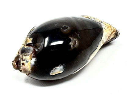 Agatized Gastropod Fossil Polished 5.3cm