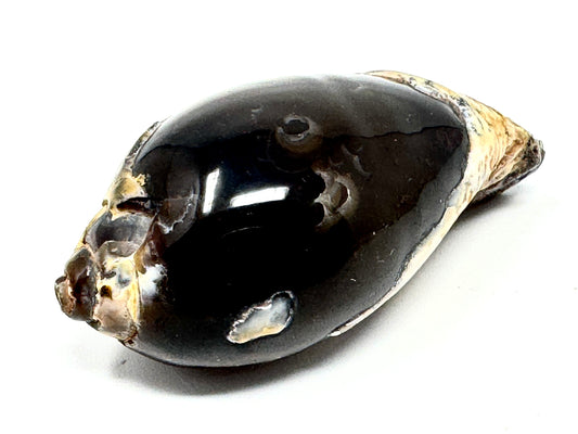 Agatized Gastropod Fossil Polished 5.3cm