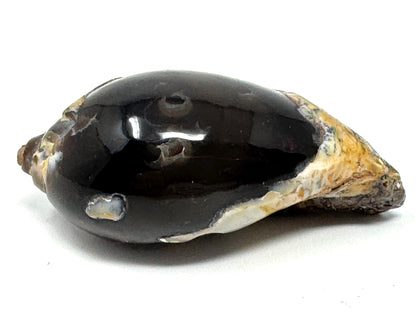 Agatized Gastropod Fossil Polished 5.3cm