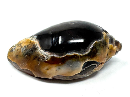 Agatized Gastropod Fossil Polished 5.3cm