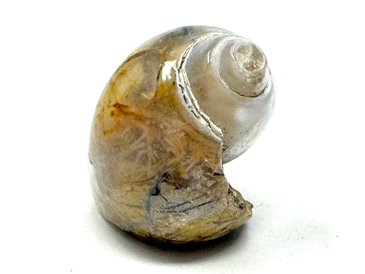 Agatized Gastropod Fossil Polished 4.8cm