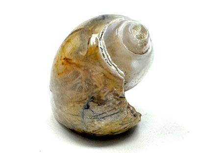 Agatized Gastropod Fossil Polished 4.8cm