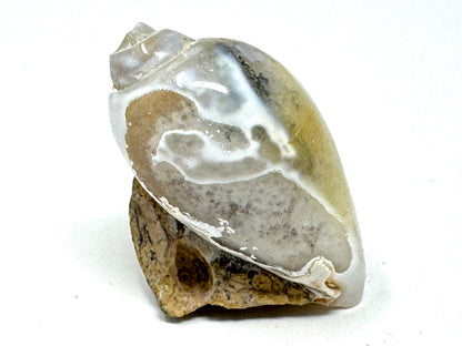 Agatized Gastropod Fossil Polished 4.8cm