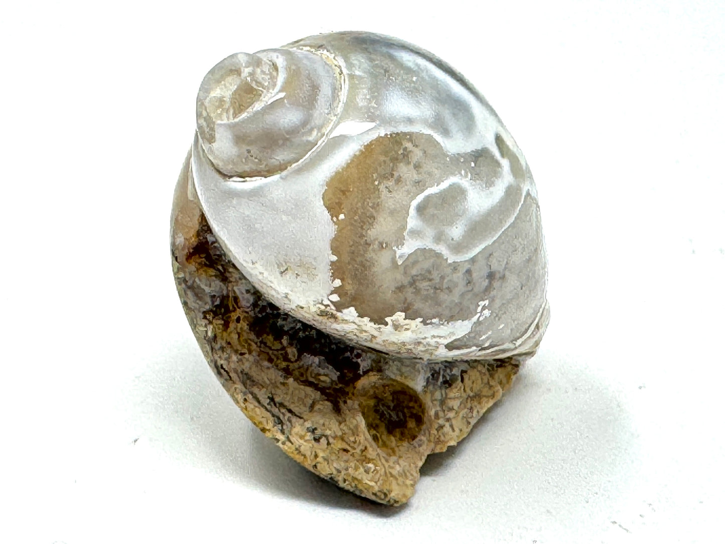 Agatized Gastropod Fossil Polished 4.8cm