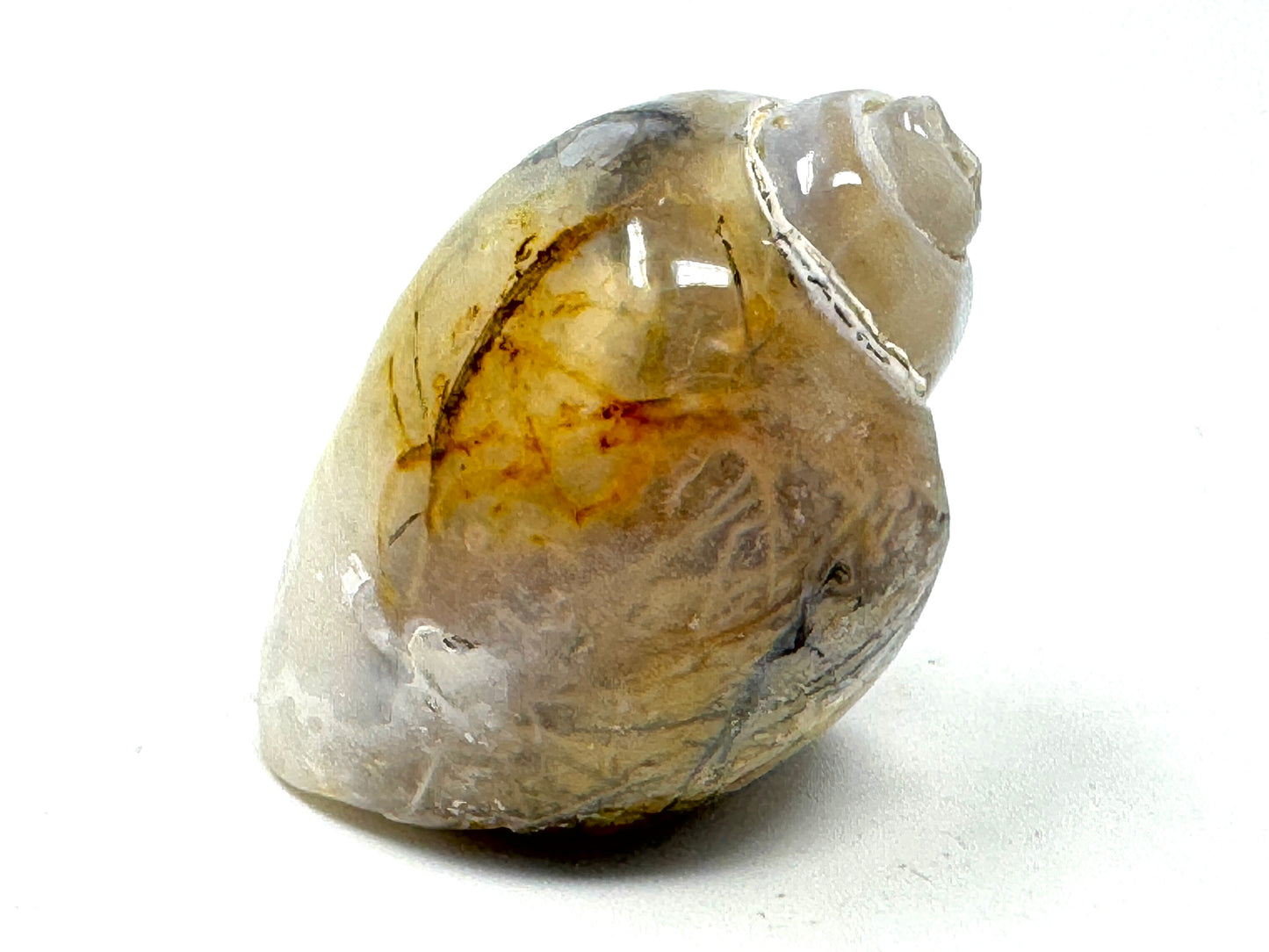 Agatized Gastropod Fossil Polished 4.8cm