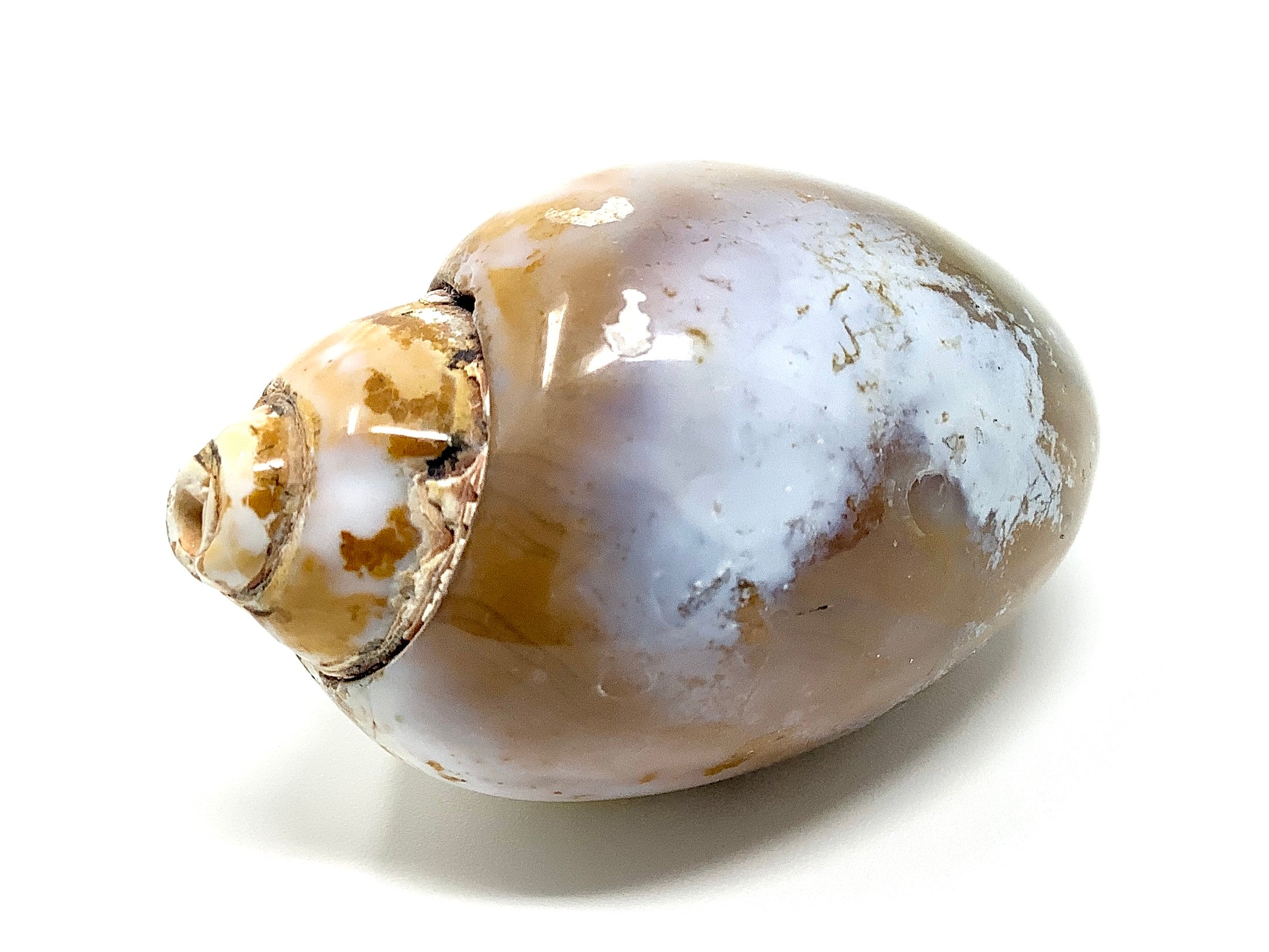 Agatized Gastropod Fossils For Sale | Buy Steinkern Fossils ...