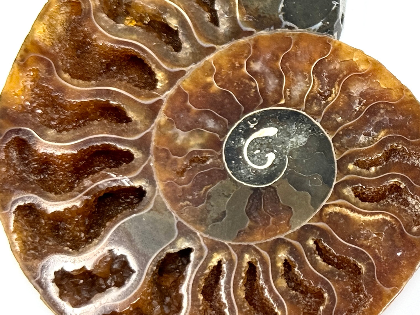 Ammonite Pair 7.9cm