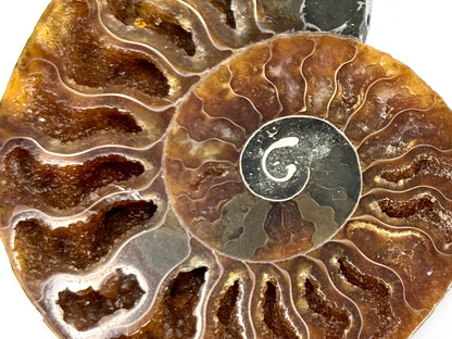Ammonite Pair 7.9cm